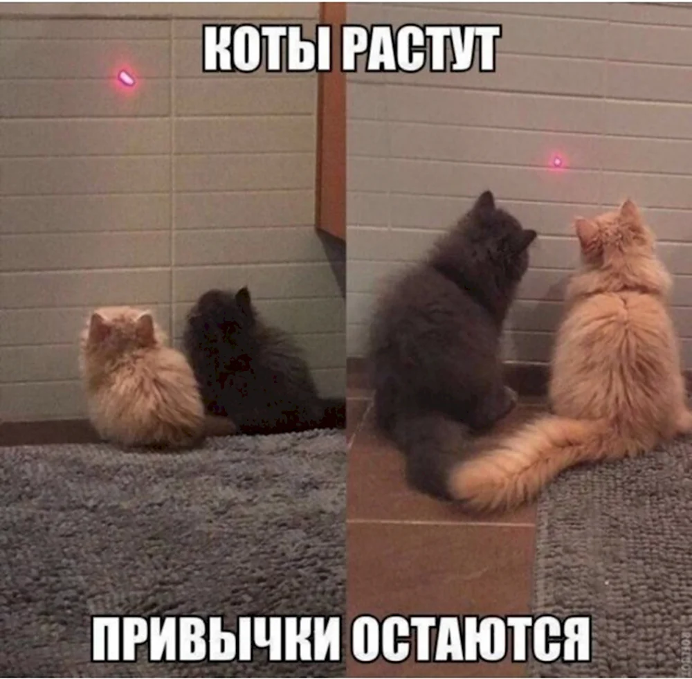 Котики для поднятия настроения