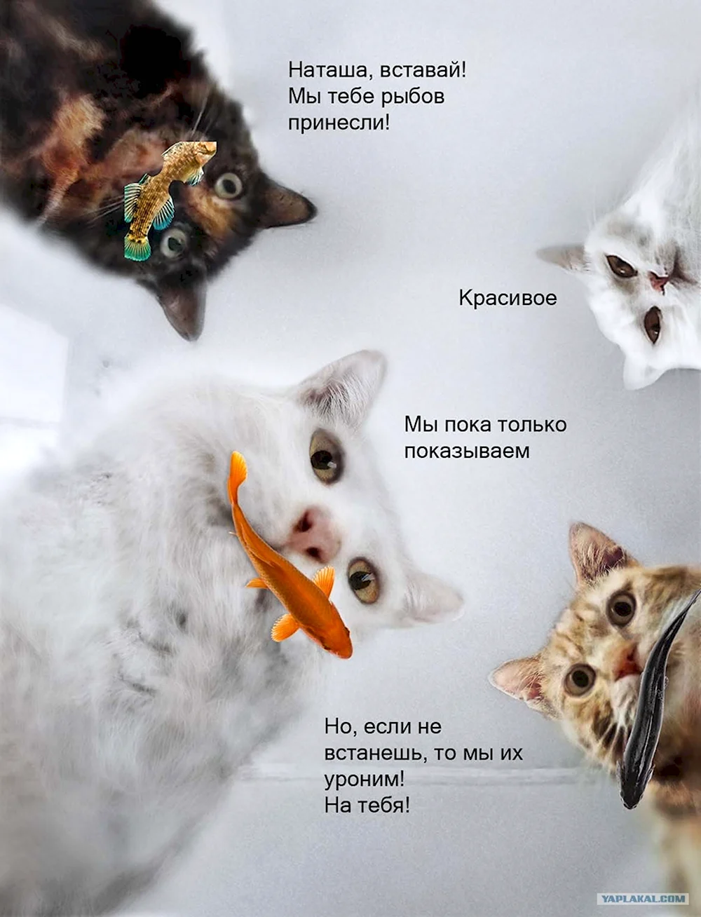 Котики и рыбы Мем