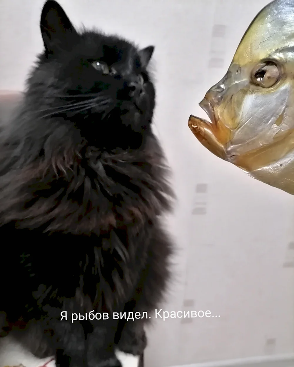 Котики и рыбы Мем