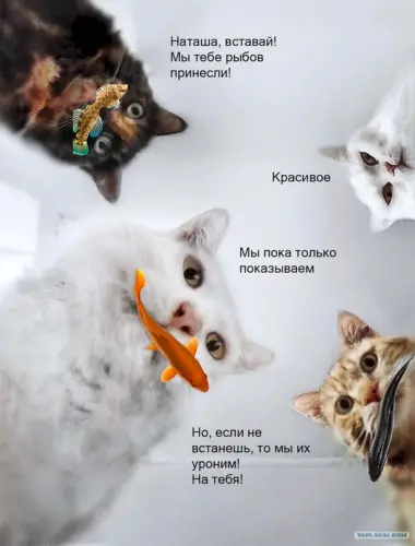 Котики и рыбы Мем