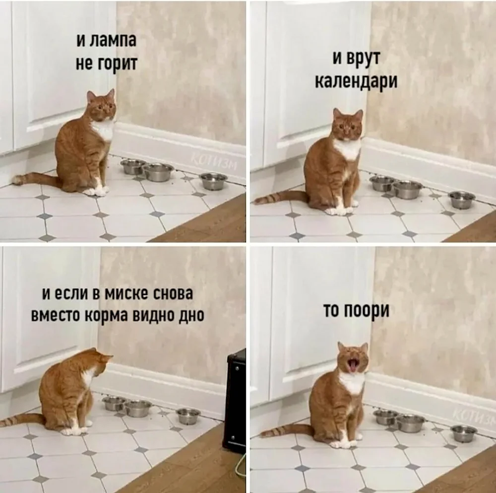 Котики мемы с надписями