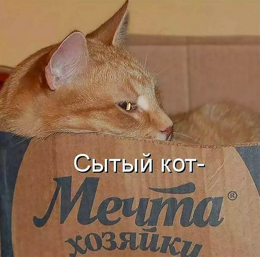 Котики с надписями