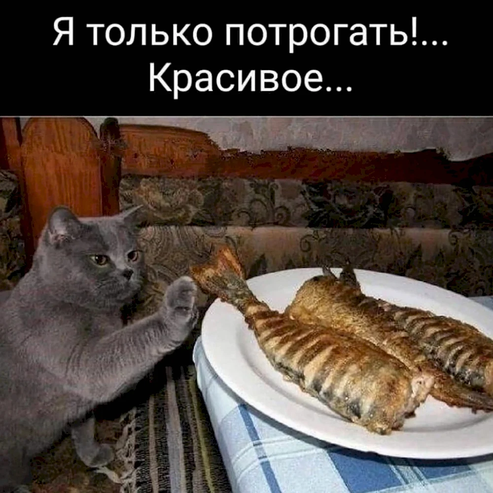 Котики с подписями