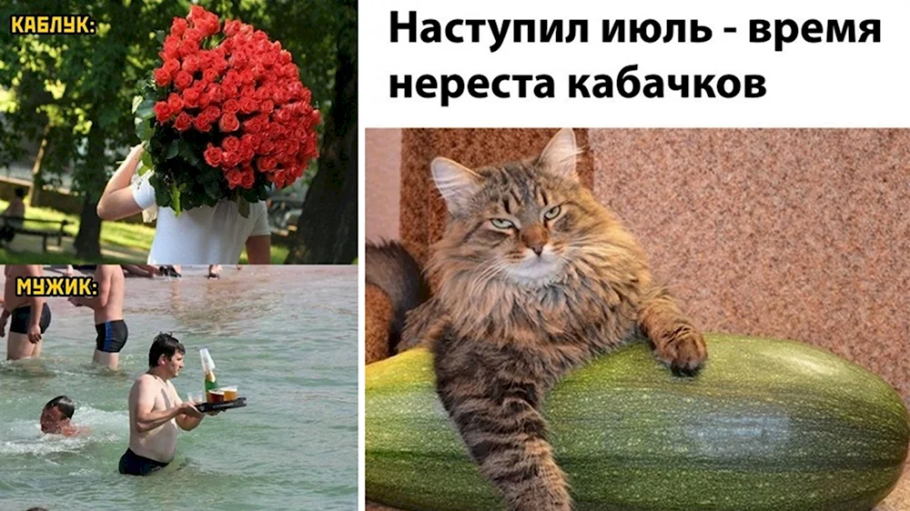 Котики смешные картинки с надписями