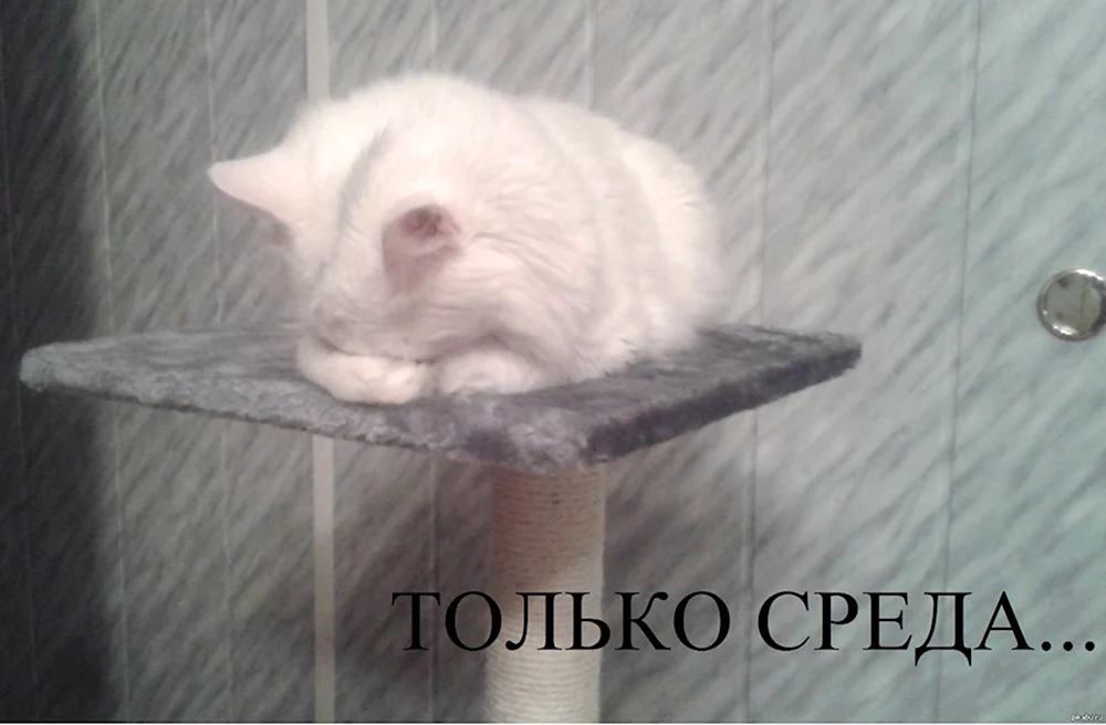 Котики среда