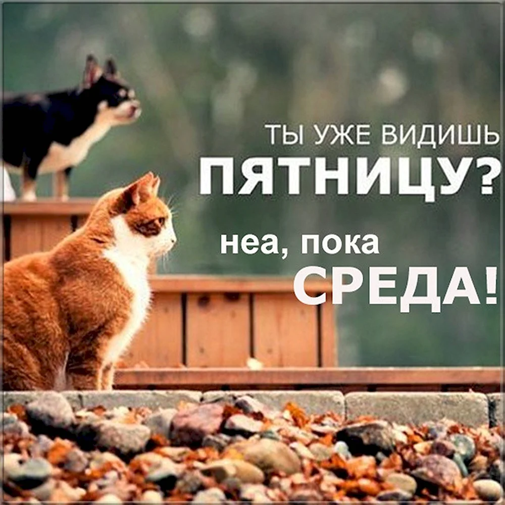 Котики среда