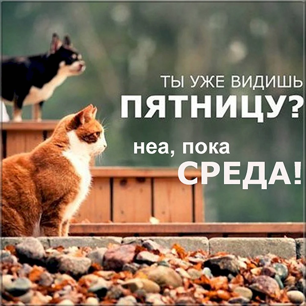 Котики среда