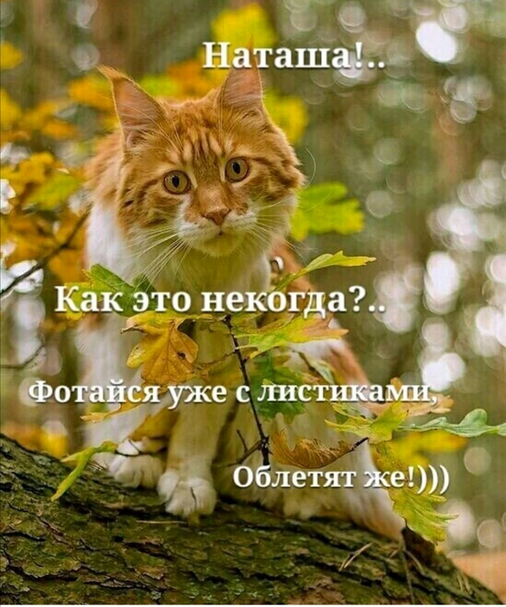 Котоматрица осень