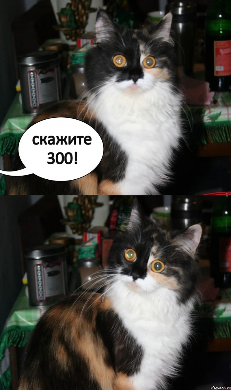 Коты дураки