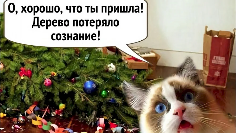 Коты елка Наташа