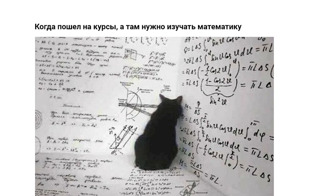 Коты физики