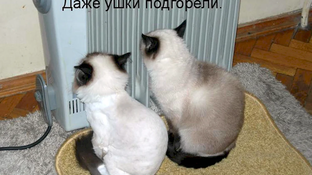 Коты и ковид