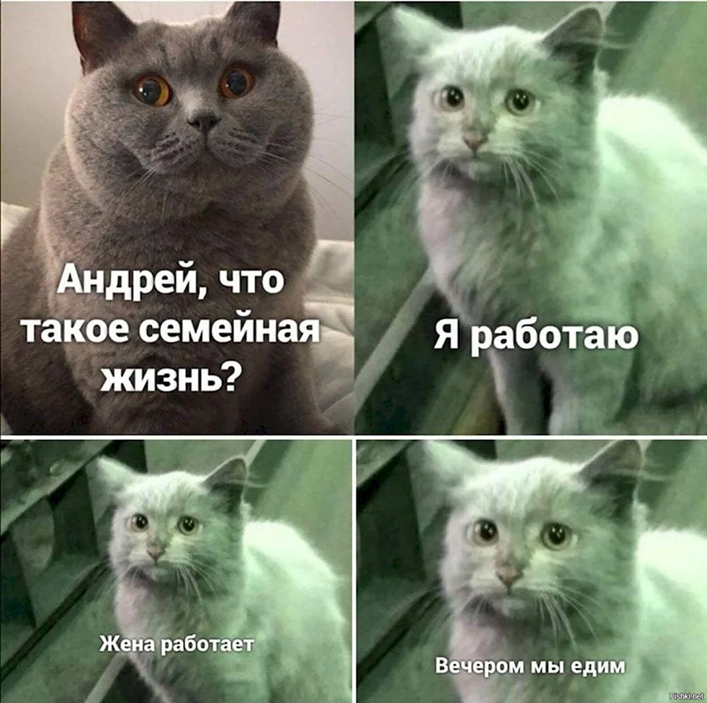 Коты и работа мемы