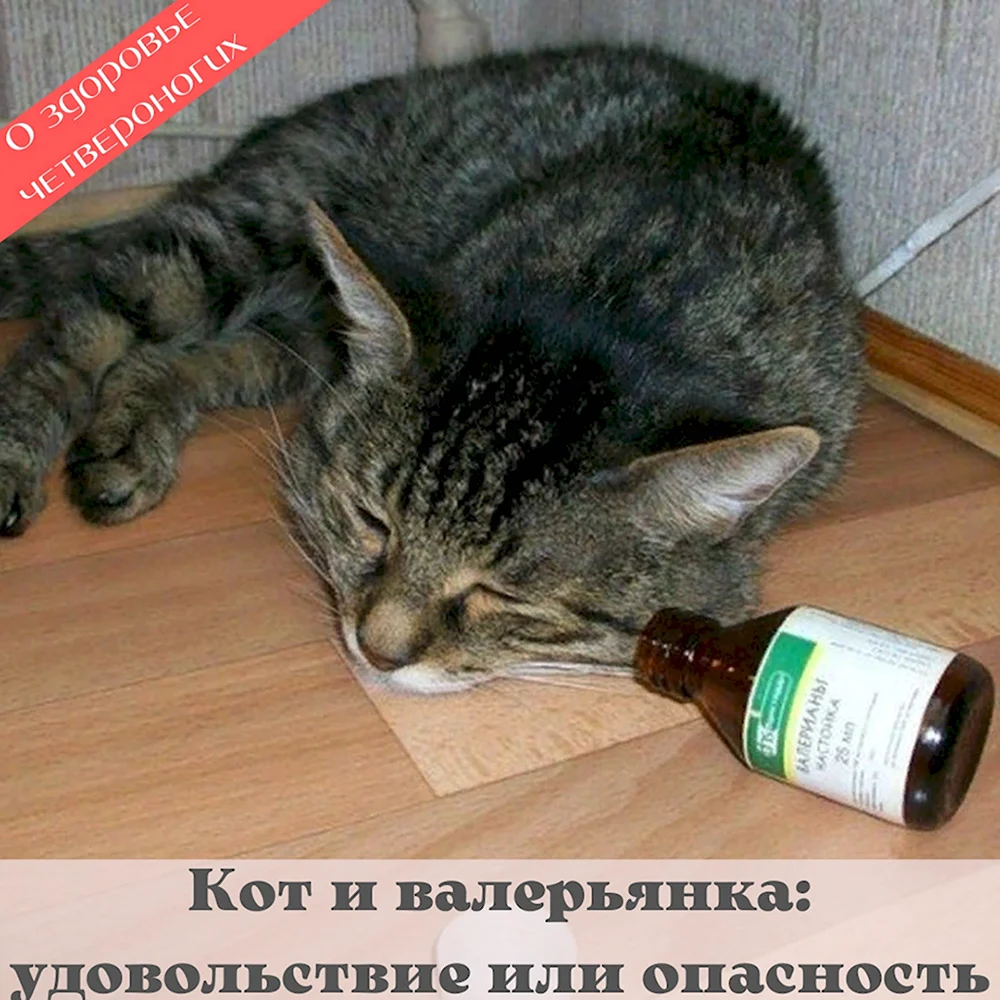 Коты и валерьянка