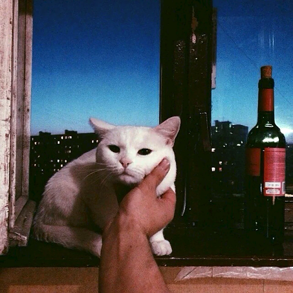Коты и вино