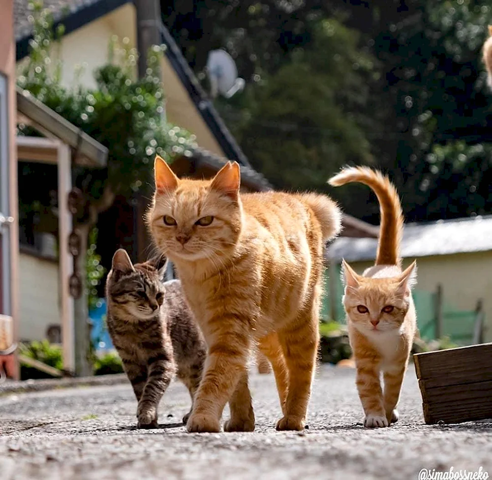 Коты идут