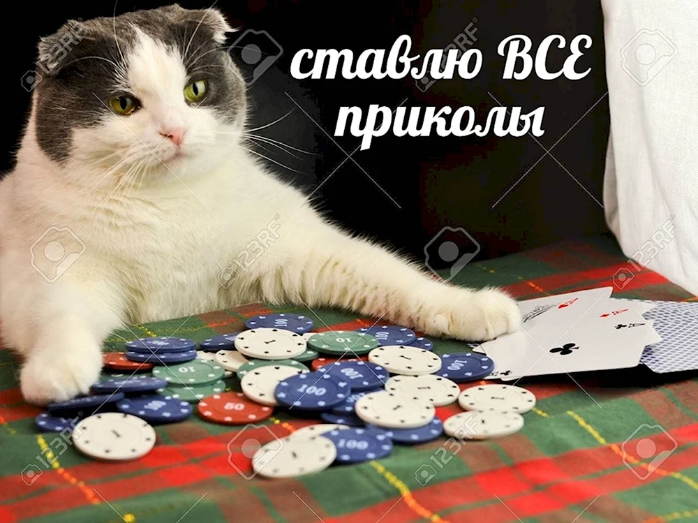 Коты играющие в Покер