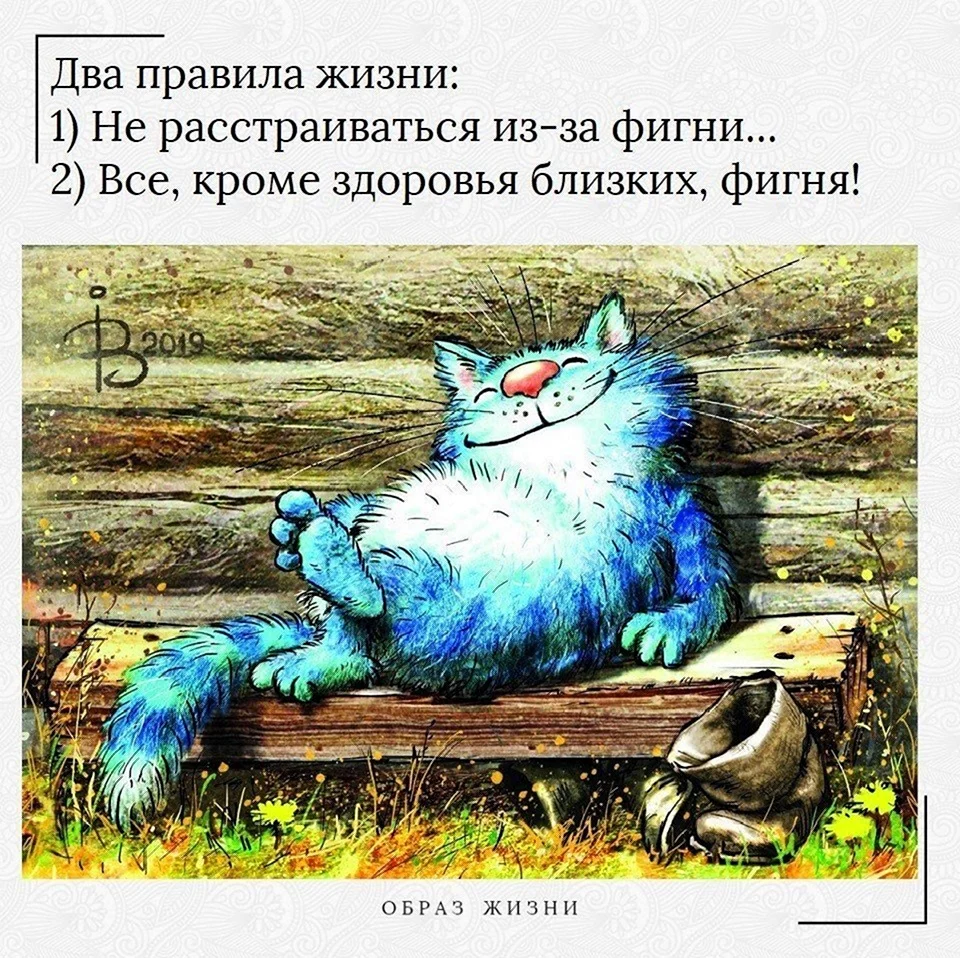 Коты Ирины Зенюк лето