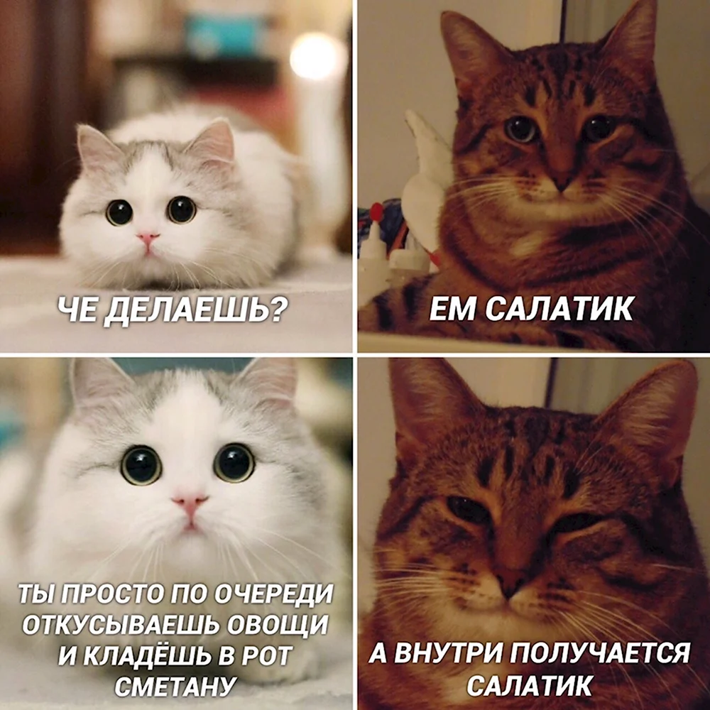Коты мемы милота
