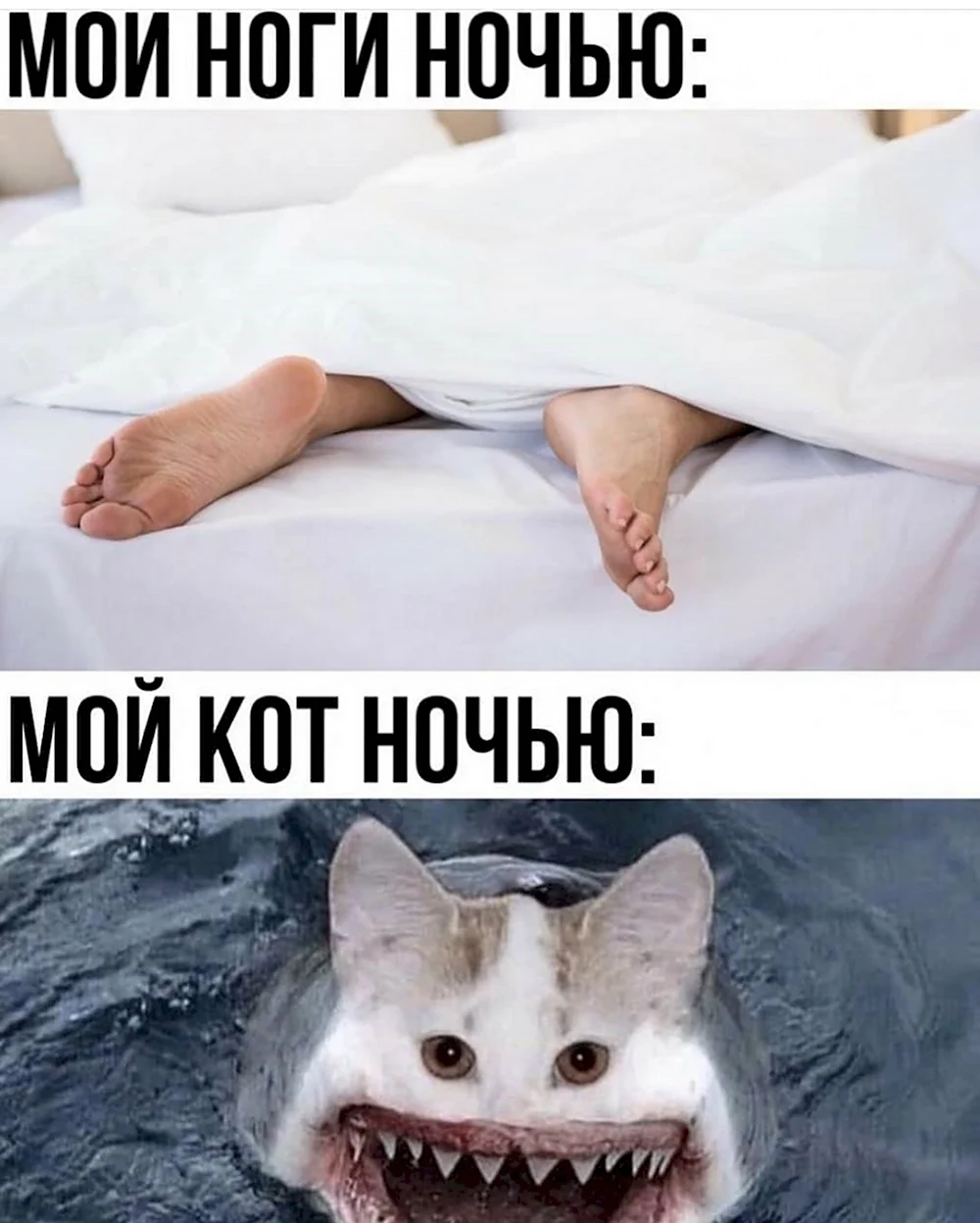 Коты мемы с надписями