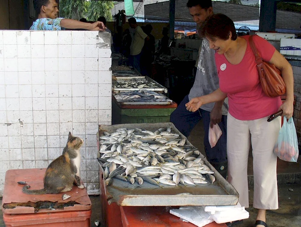 Коты на Рыбном рынке