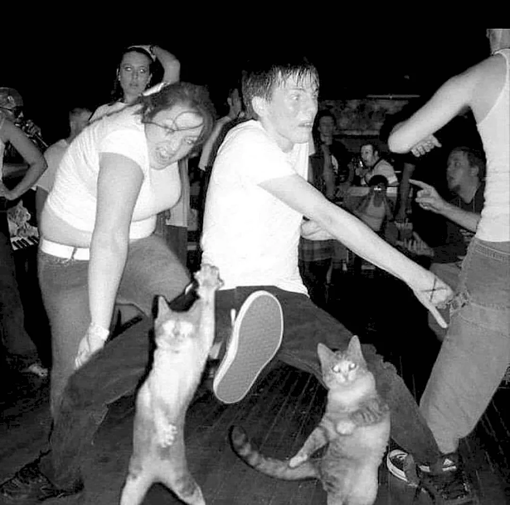 Коты на вечеринке