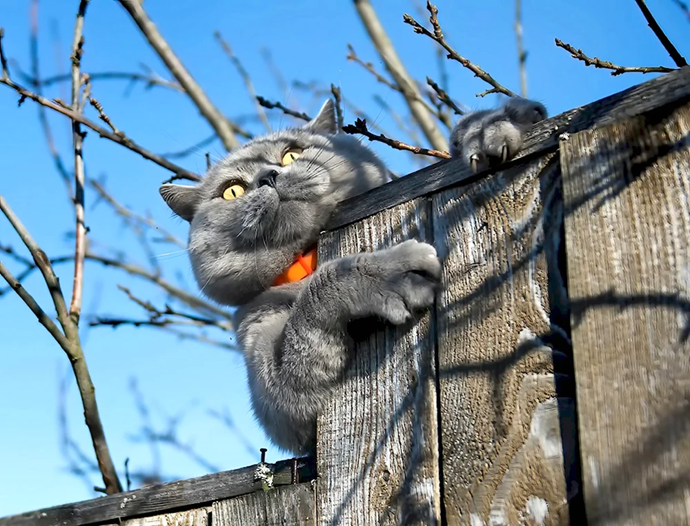 Коты на заборе