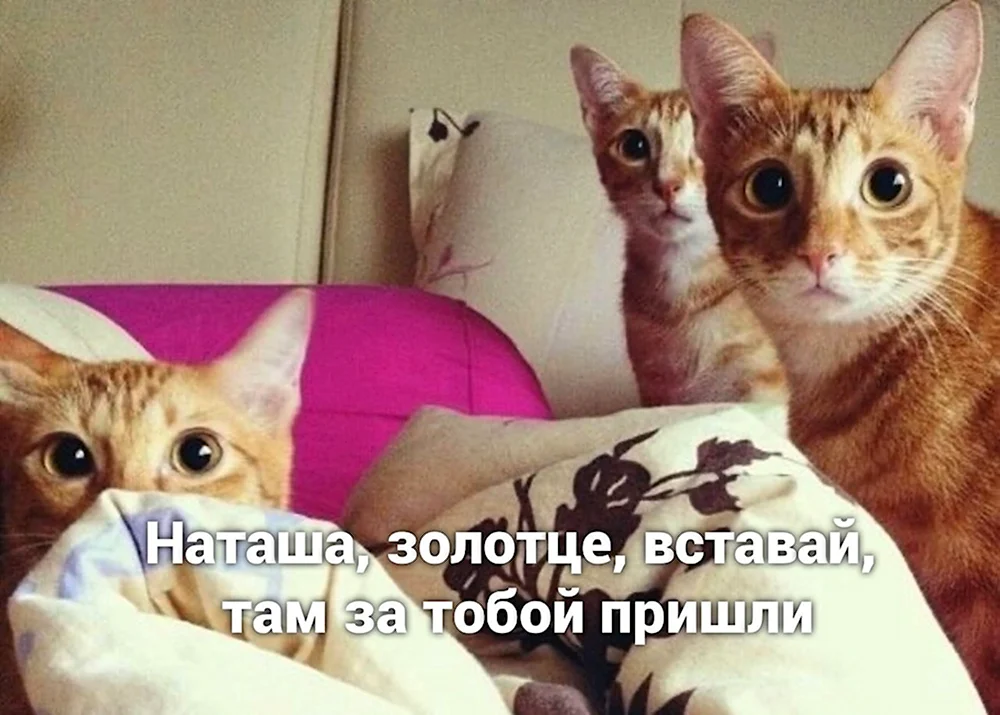 Коты Наташа выборы