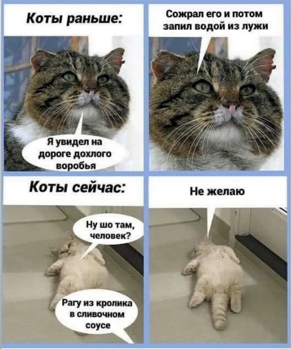 Коты раньше