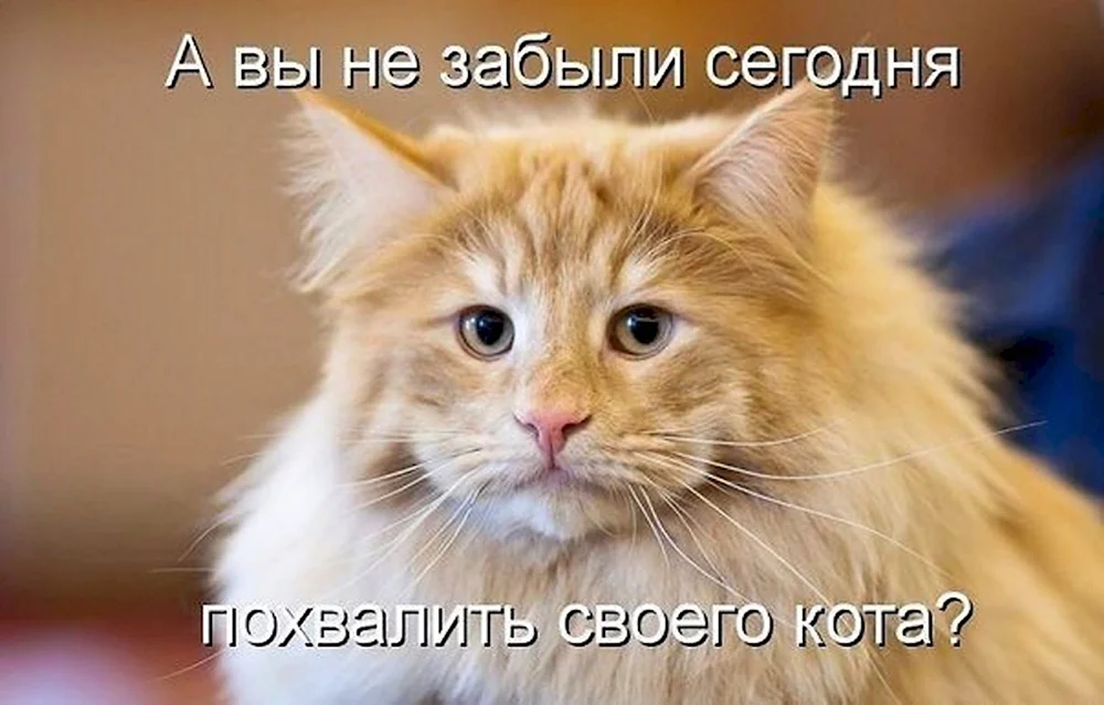 Коты с надписями