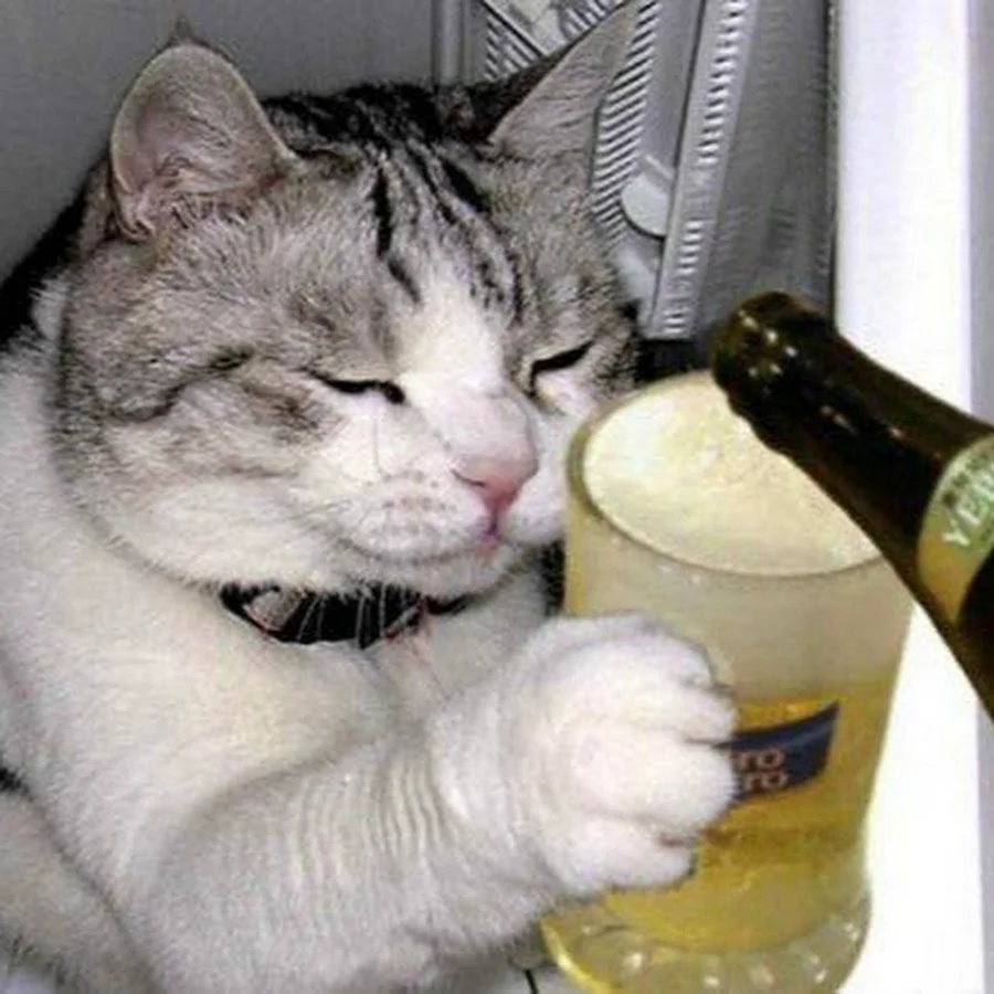 Коты с пивом