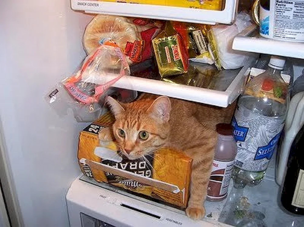 Коты в холодильнике