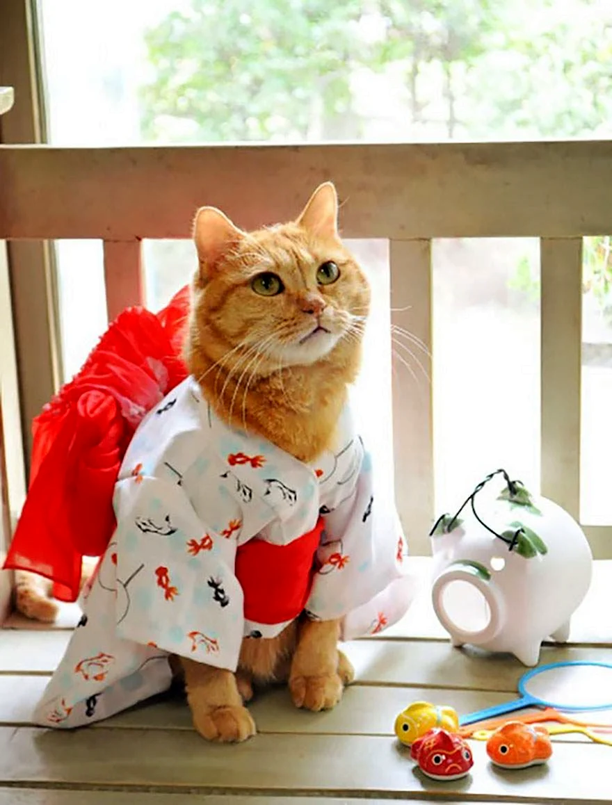 Коты в кимоно