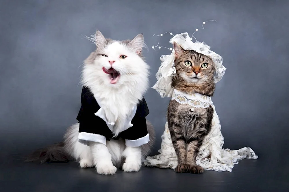 Коты в свадебных нарядах