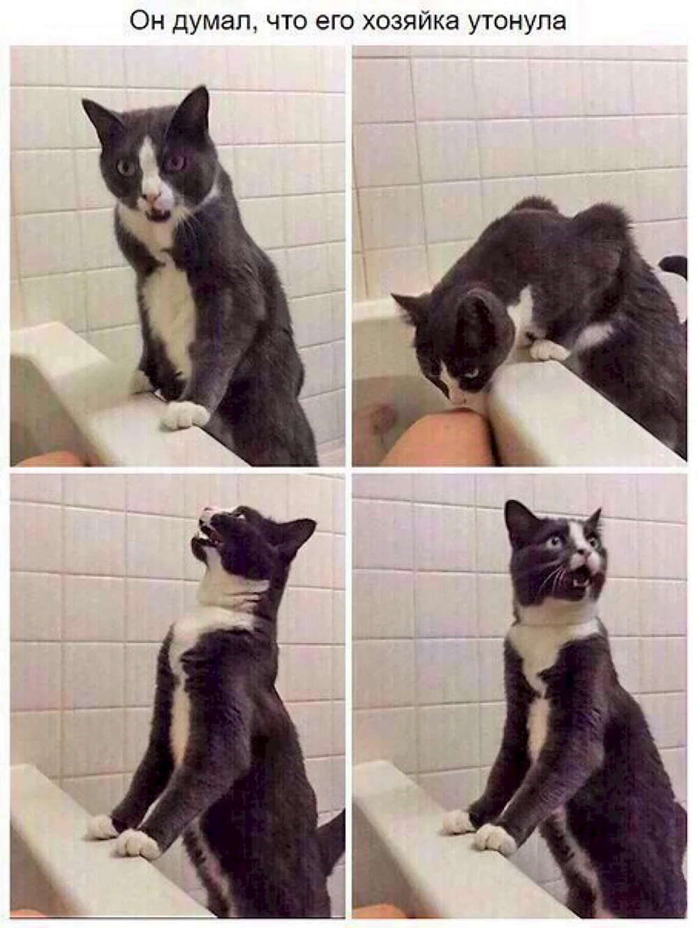 Коты в ванной мемы