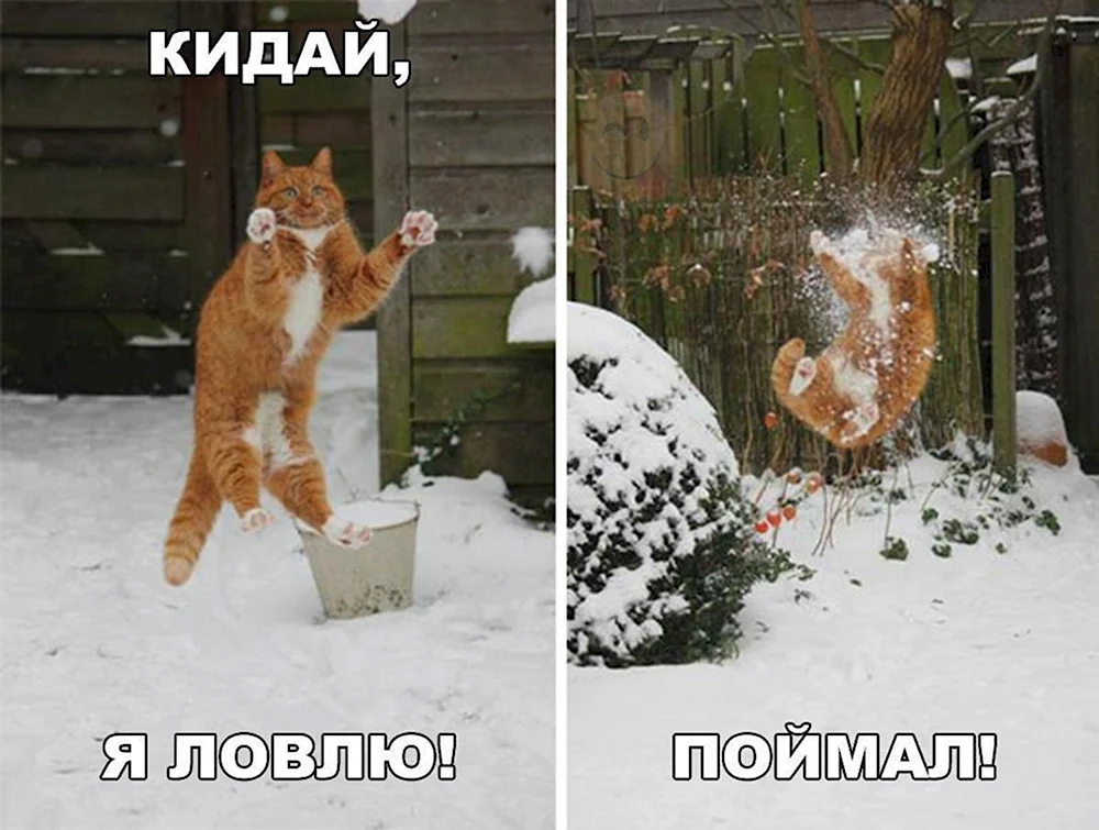 Коты зимой юмор