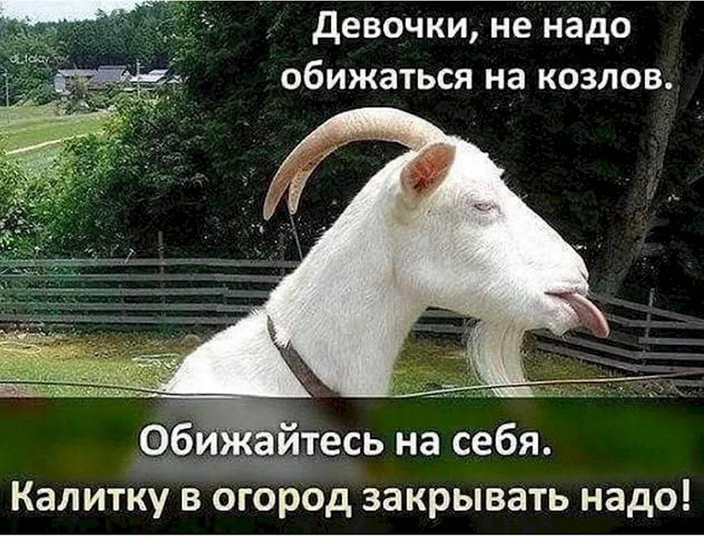 Коза бе