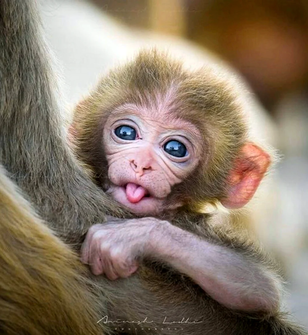 Красивая обезьянка