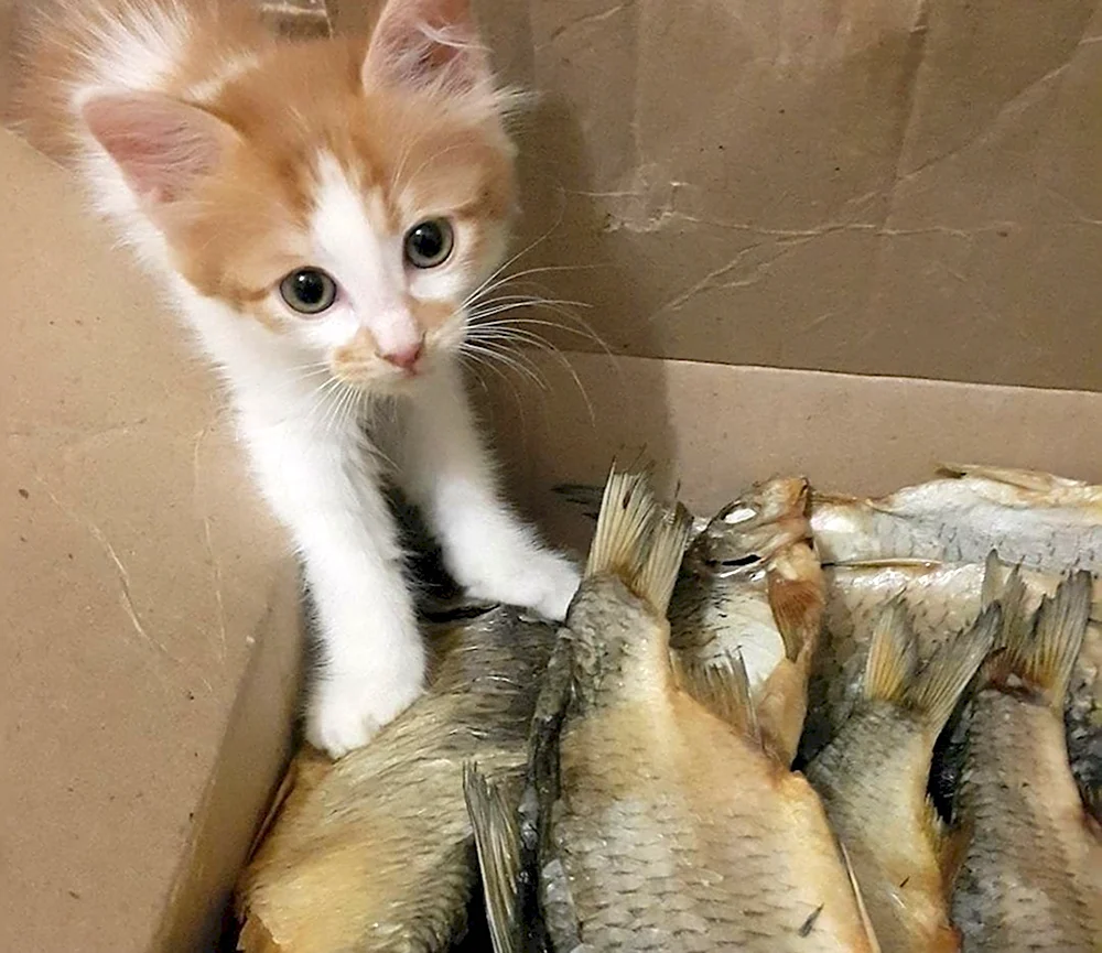 Красивое коты и рыба