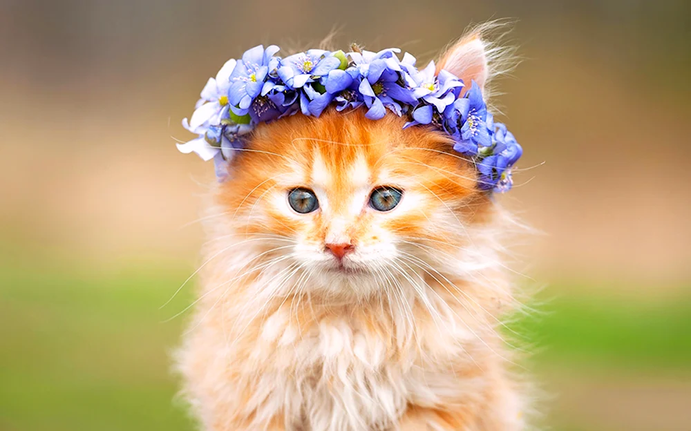 Красивые котята