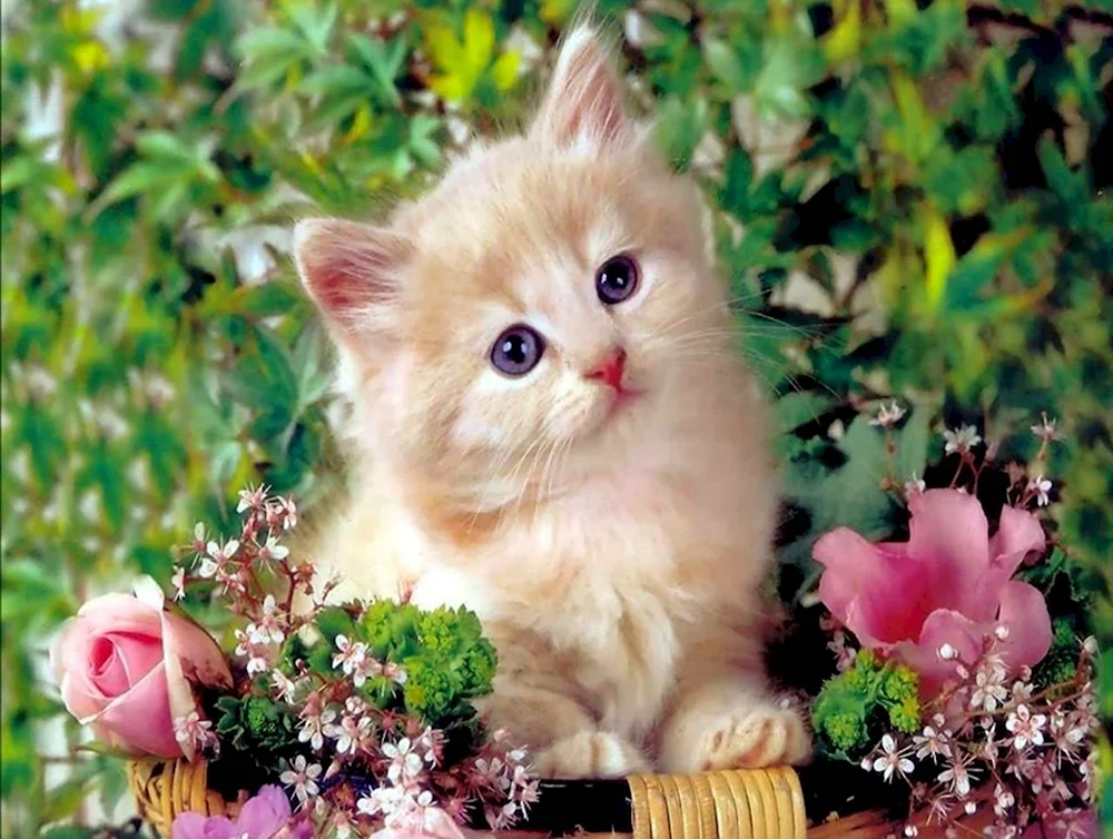 Красивые котята