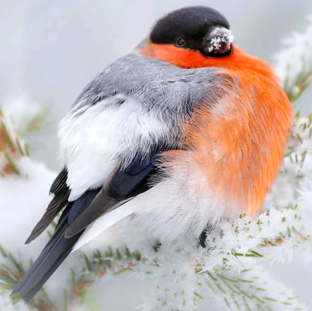Красногрудый Снегирь