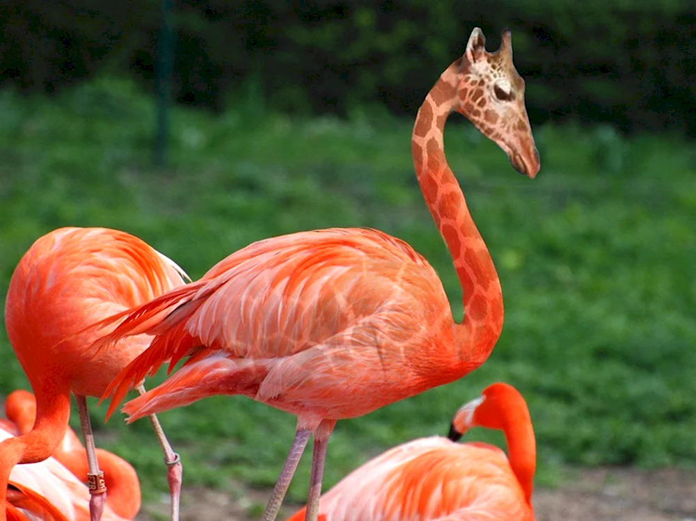 Красный Фламинго Южная Америка