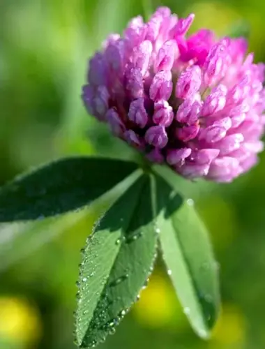 Красный Клевер Trifolium pratense