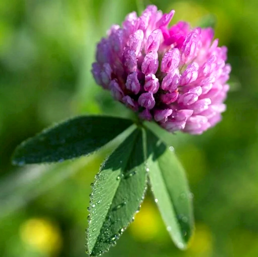 Красный Клевер Trifolium pratense