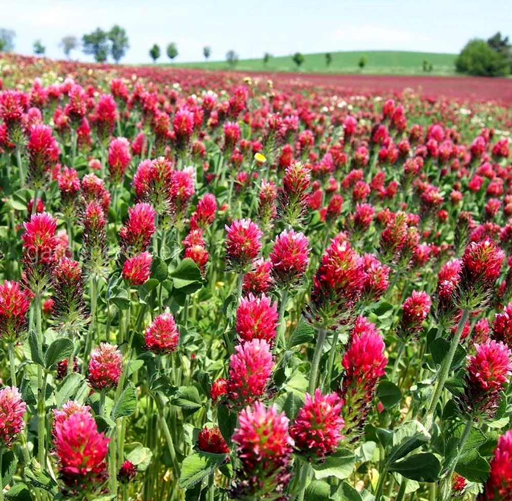 Красный Клевер Trifolium pratense