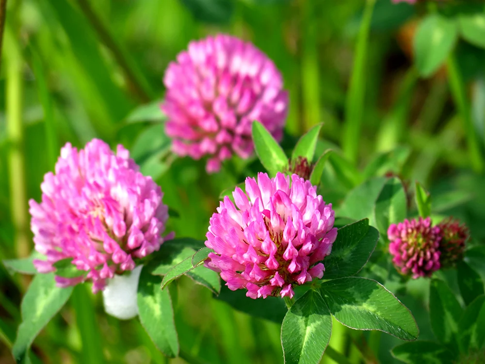 Красный Клевер Trifolium pratense