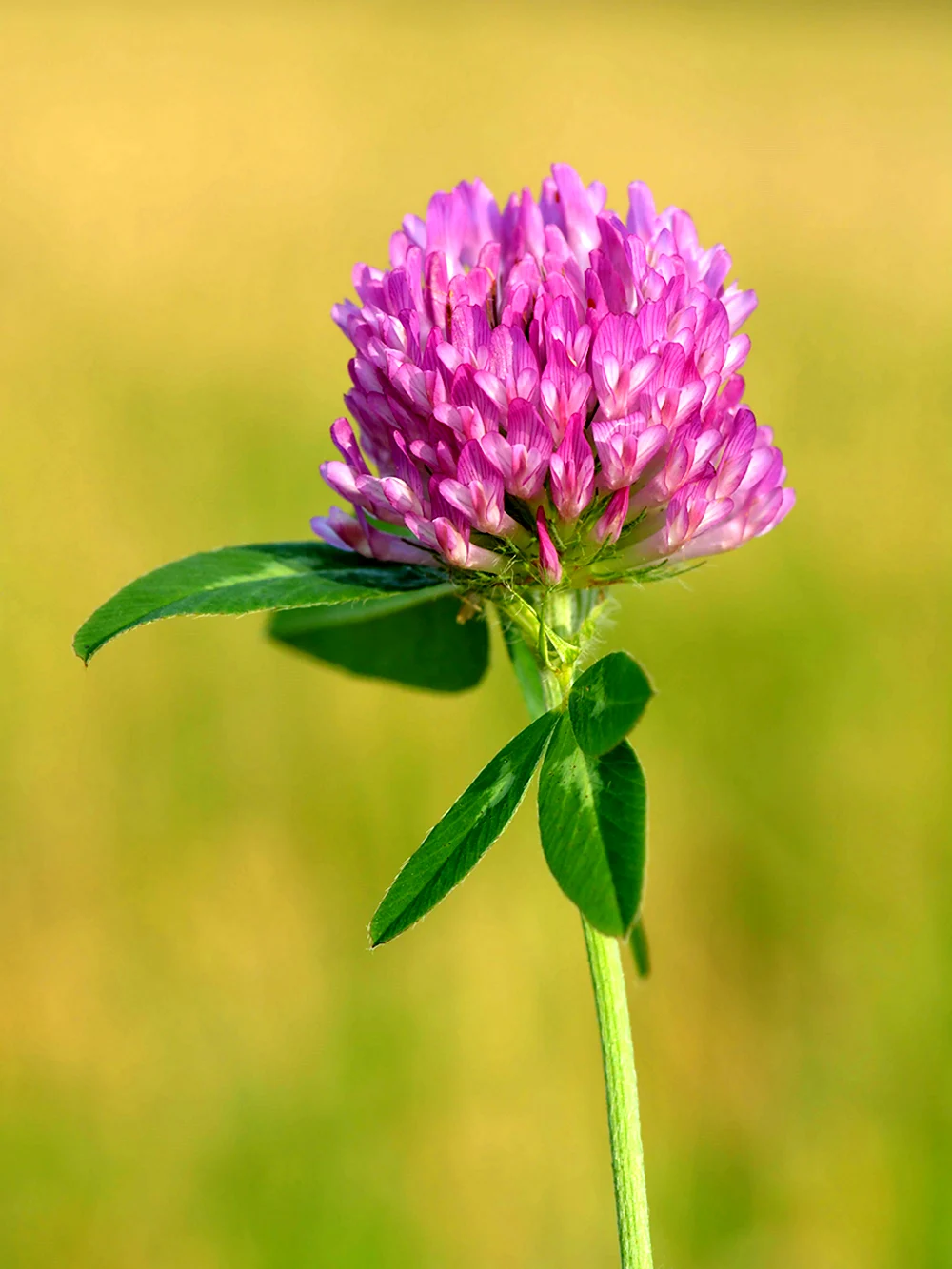 Красный Клевер Trifolium pratense