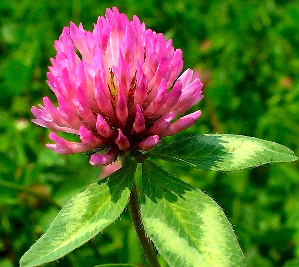 Красный Клевер Trifolium pratense