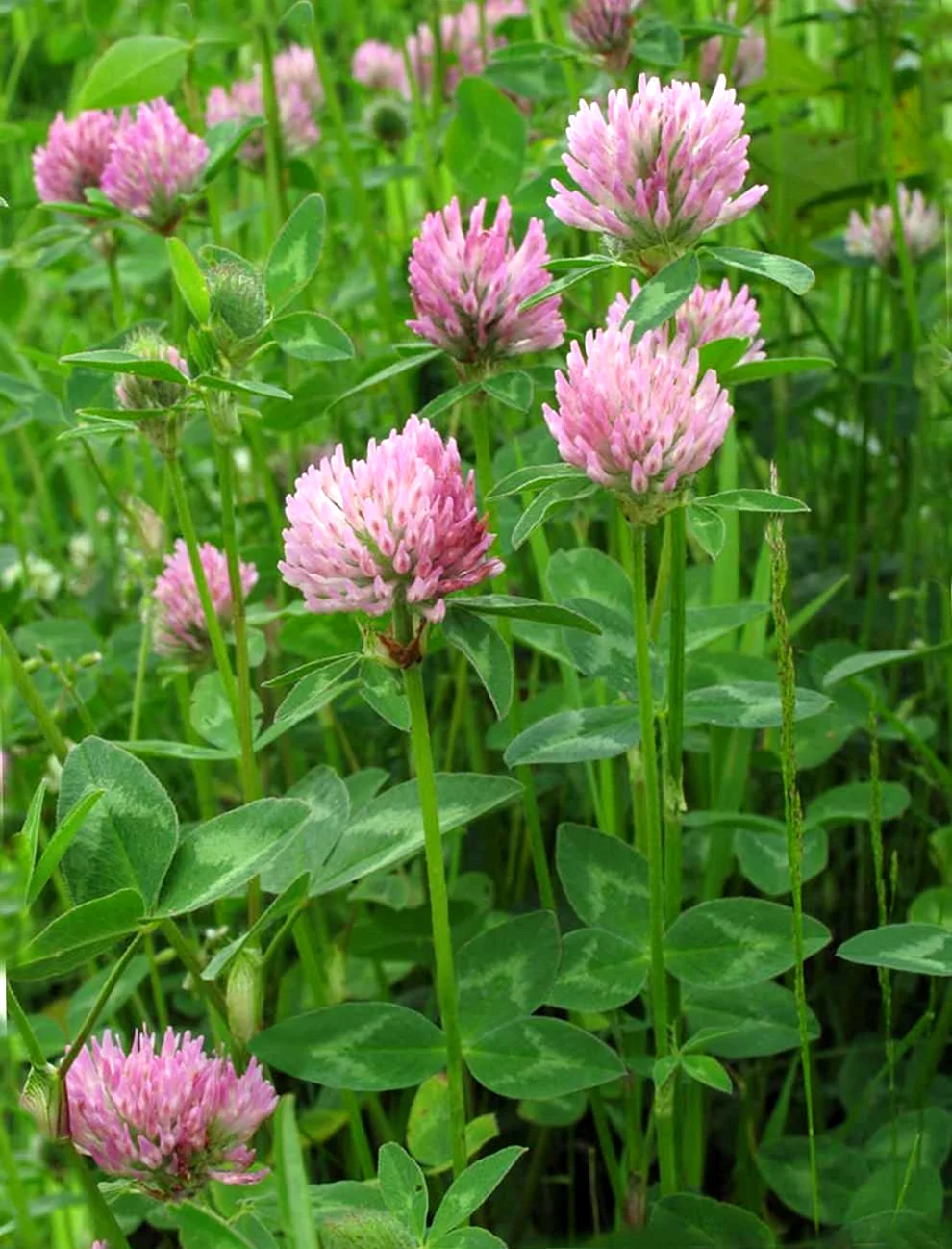 Красный Клевер Trifolium pratense